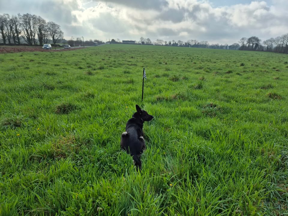 Club canin de Rédéné (29)