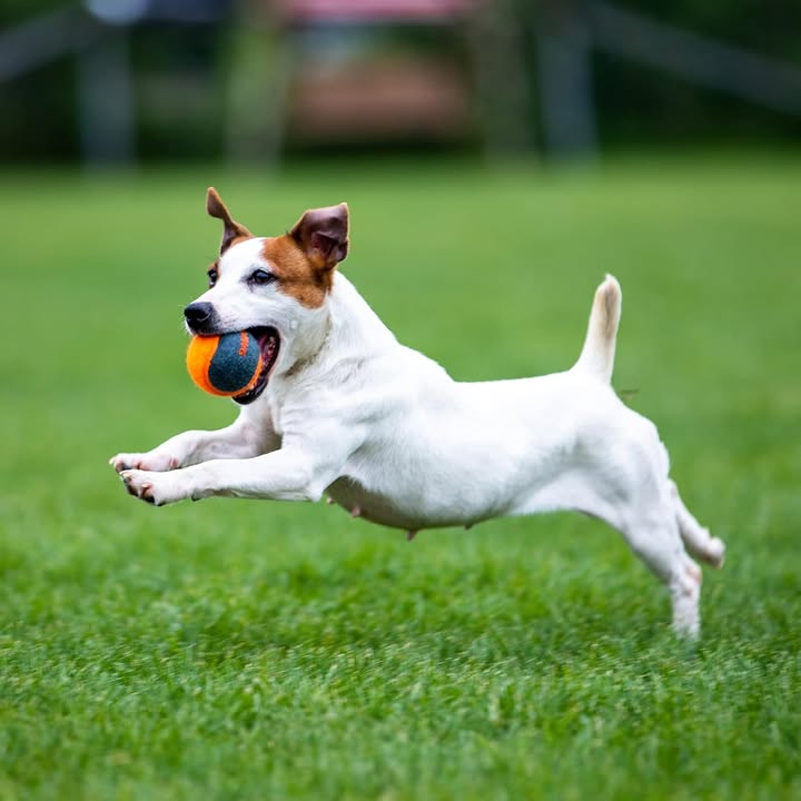 Club canin de Rédéné (29)