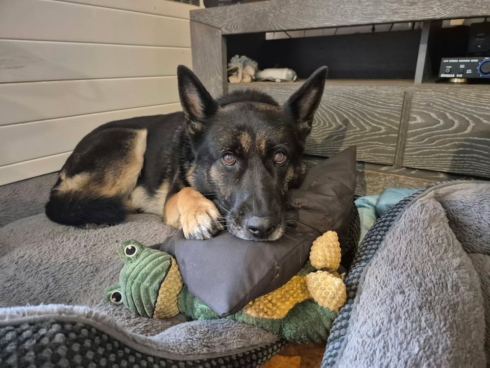 Club canin de Rédéné (29)